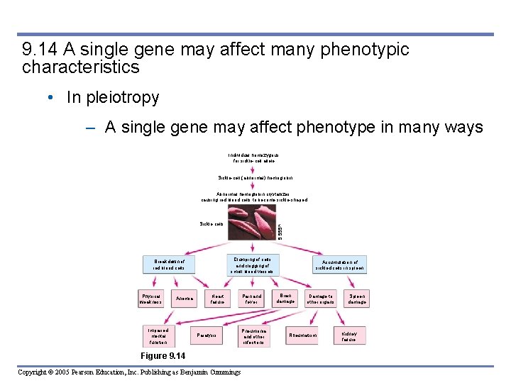 9. 14 A single gene may affect many phenotypic characteristics • In pleiotropy –