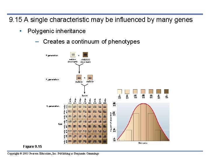 9. 15 A single characteristic may be influenced by many genes • Polygenic inheritance
