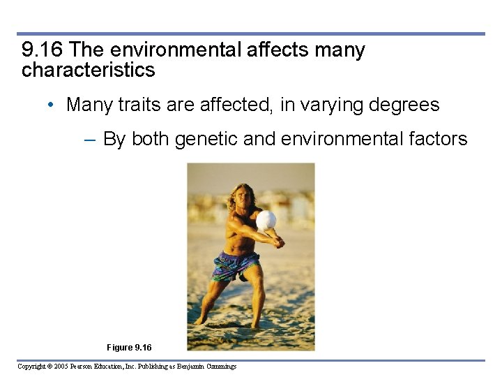 9. 16 The environmental affects many characteristics • Many traits are affected, in varying