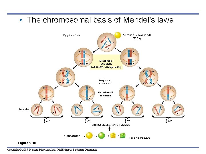  • The chromosomal basis of Mendel’s laws All round yellow seeds (Rr. Yy)