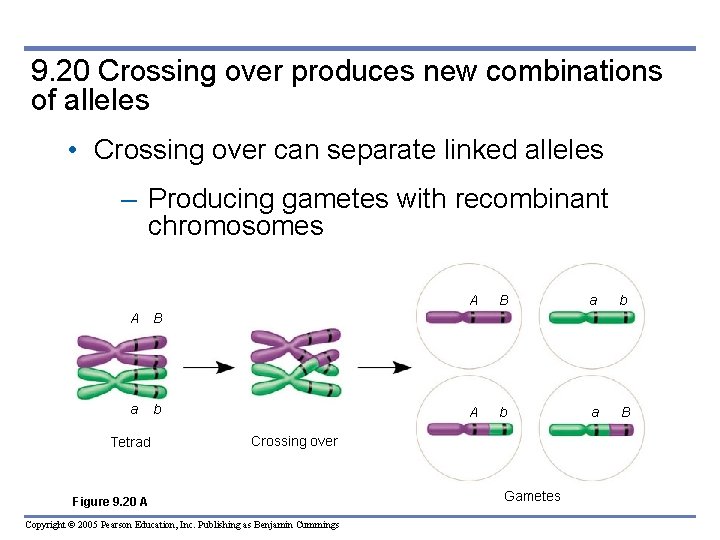 9. 20 Crossing over produces new combinations of alleles • Crossing over can separate