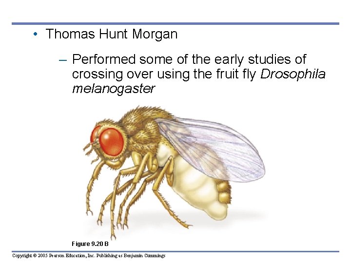  • Thomas Hunt Morgan – Performed some of the early studies of crossing