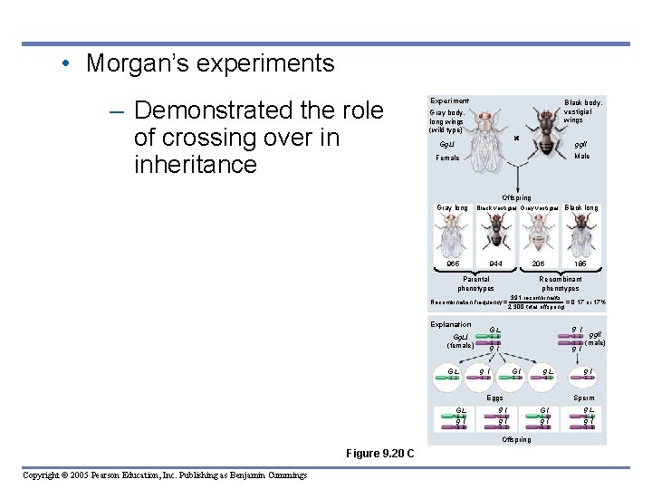  • Morgan’s experiments – Demonstrated the role of crossing over in inheritance Experiment