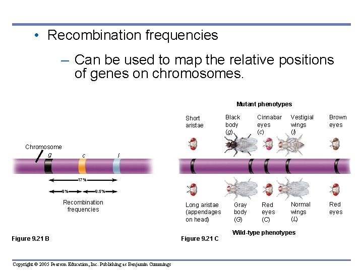  • Recombination frequencies – Can be used to map the relative positions of
