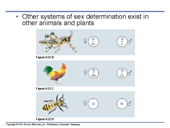  • Other systems of sex determination exist in other animals and plants 22