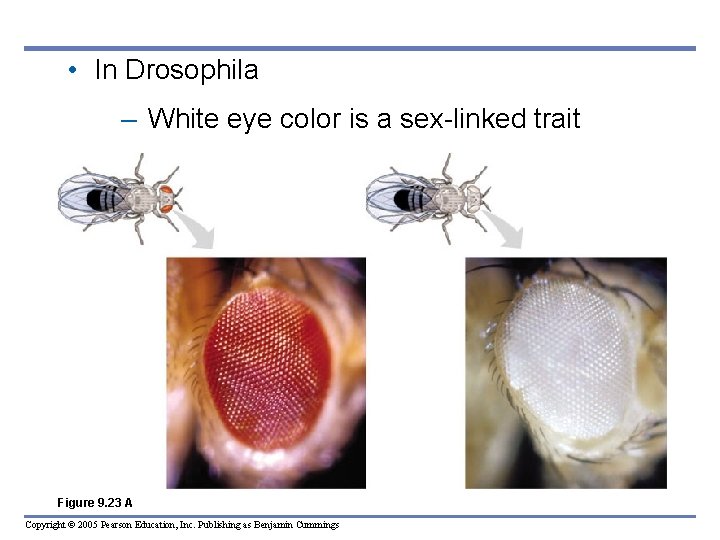  • In Drosophila – White eye color is a sex-linked trait Figure 9.