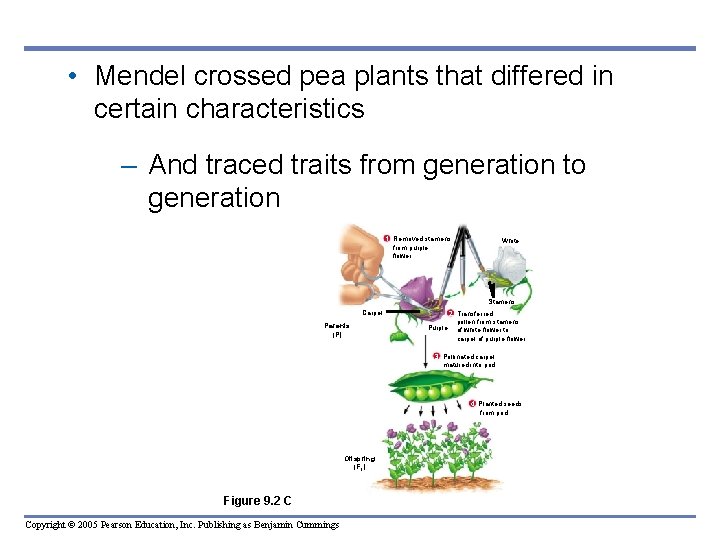  • Mendel crossed pea plants that differed in certain characteristics – And traced