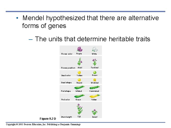  • Mendel hypothesized that there alternative forms of genes – The units that