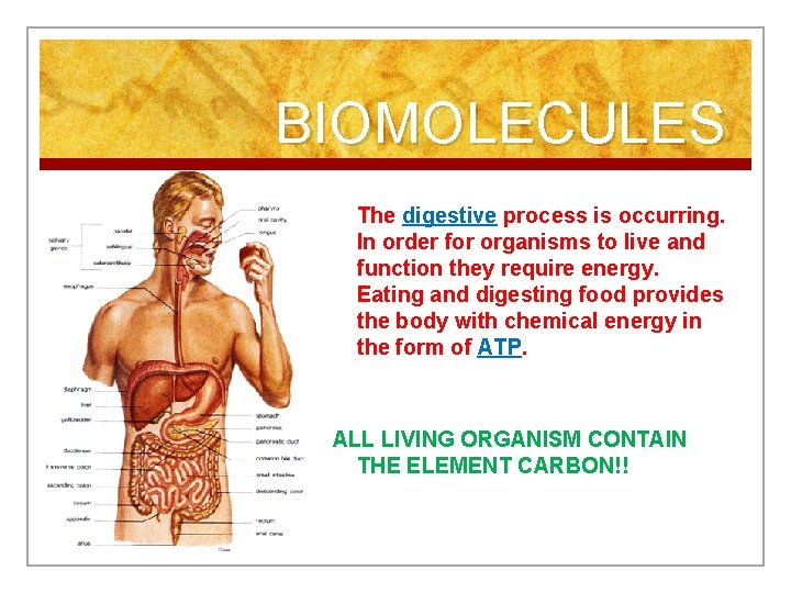 BIOMOLECULES The digestive process is occurring. In order for organisms to live and function
