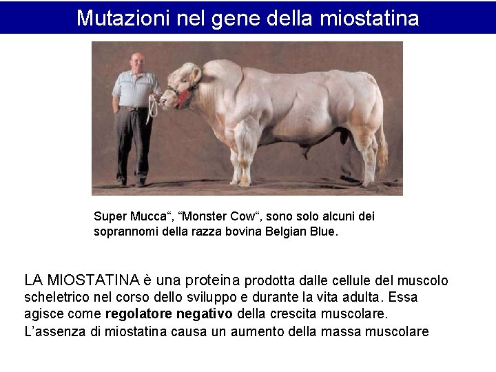 Mutazioni nel gene della miostatina Super Mucca“, “Monster Cow“, sono solo alcuni dei soprannomi