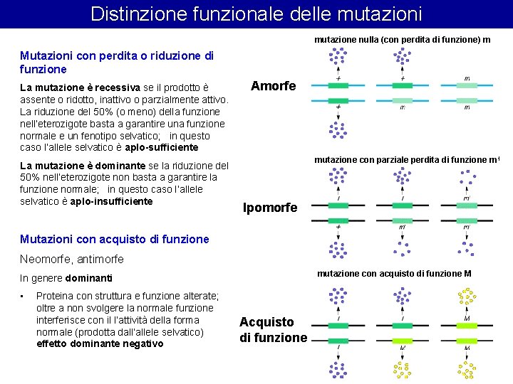 Distinzione funzionale delle mutazioni mutazione nulla (con perdita di funzione) m Mutazioni con perdita