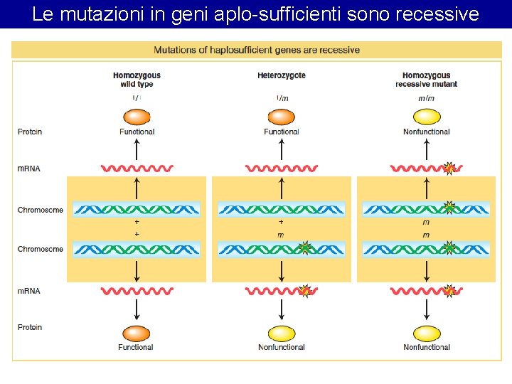 Le mutazioni in geni aplo-sufficienti sono recessive 