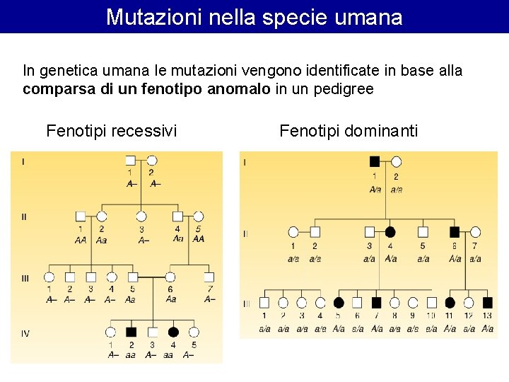 Mutazioni nella specie umana In genetica umana le mutazioni vengono identificate in base alla