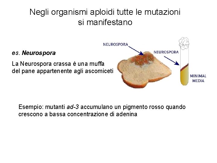 Negli organismi aploidi tutte le mutazioni si manifestano es. Neurospora La Neurospora crassa è