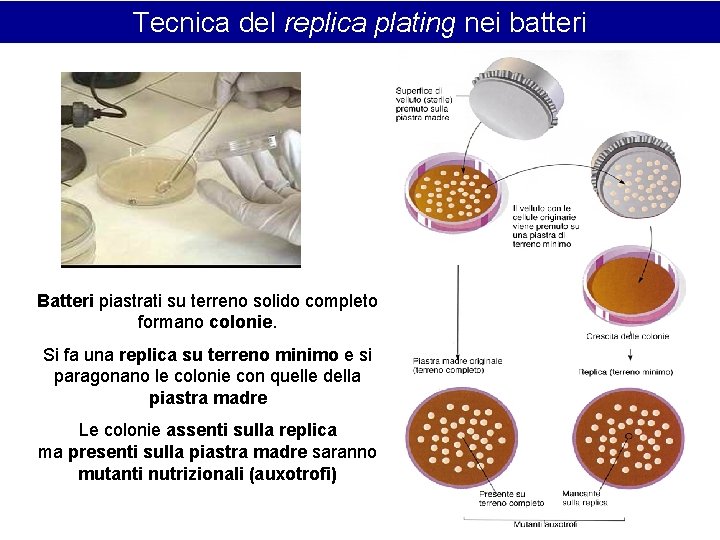 Tecnica del replica plating nei batteri Batteri piastrati su terreno solido completo formano colonie.