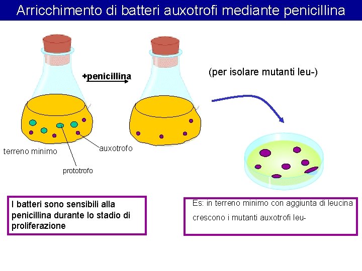 Arricchimento di batteri auxotrofi mediante penicillina +penicillina (per isolare mutanti leu-) auxotrofo terreno minimo
