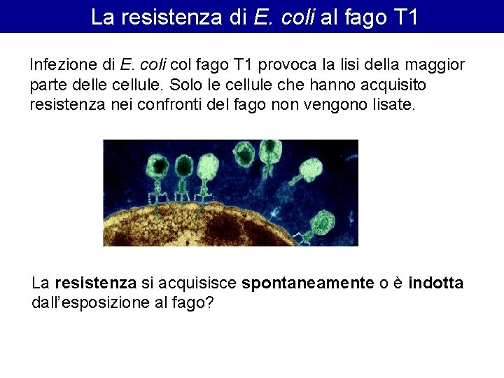 La resistenza di E. coli al fago T 1 Infezione di E. coli col