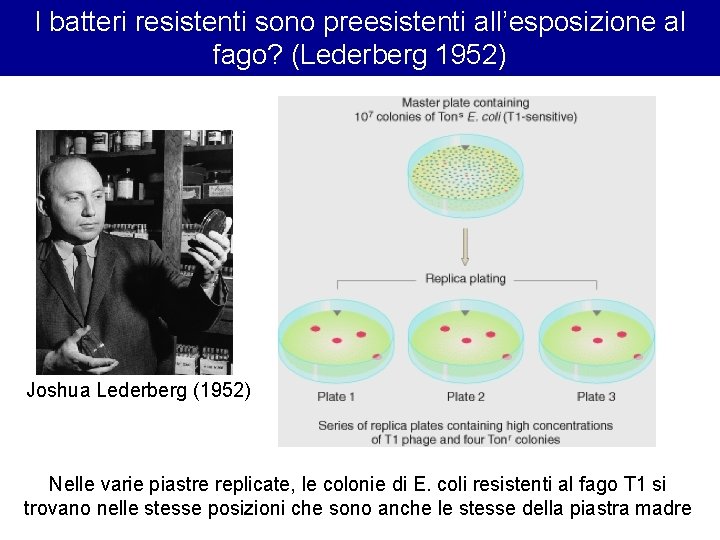 I batteri resistenti sono preesistenti all’esposizione al fago? (Lederberg 1952) Joshua Lederberg (1952) Nelle