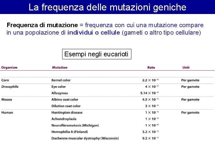 La frequenza delle mutazioni geniche Frequenza di mutazione = frequenza con cui una mutazione