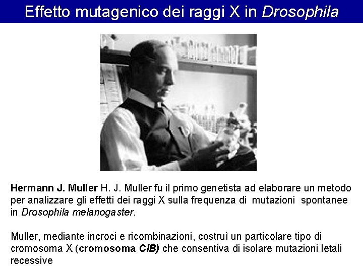 Effetto mutagenico dei raggi X in Drosophila Hermann J. Muller H. J. Muller fu