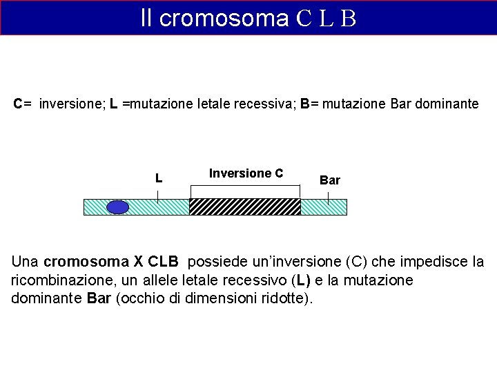 Il cromosoma C L B C= inversione; L =mutazione letale recessiva; B= mutazione Bar