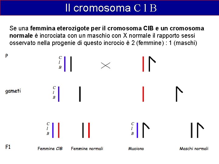 Il cromosoma C l B Se una femmina eterozigote per il cromosoma Cl. B