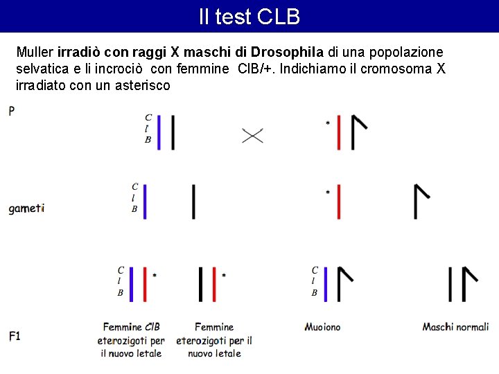 Il test CLB Muller irradiò con raggi X maschi di Drosophila di una popolazione