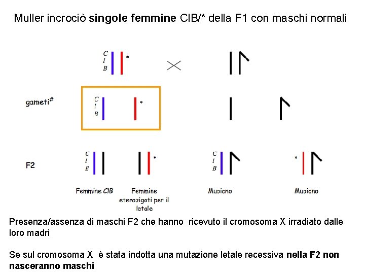 Muller incrociò singole femmine Cl. B/* della F 1 con maschi normali Presenza/assenza di