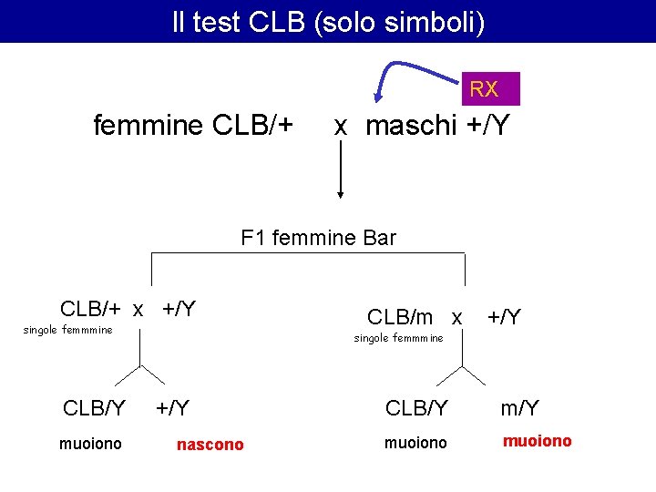 Il test CLB (solo simboli) RX femmine CLB/+ x maschi +/Y F 1 femmine