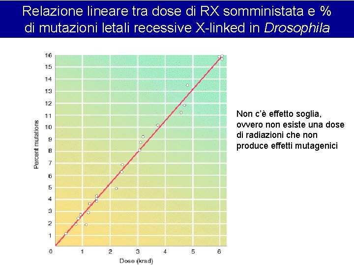 Relazione lineare tra dose di RX somministata e % di mutazioni letali recessive X-linked