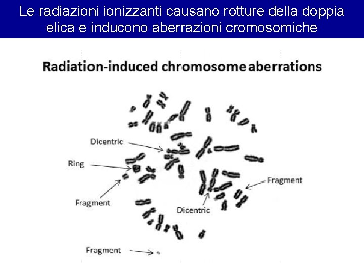 Le radiazionizzanti causano rotture della doppia elica e inducono aberrazioni cromosomiche 