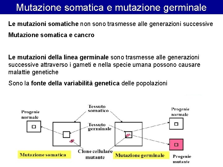 Mutazione somatica e mutazione germinale Le mutazioni somatiche non sono trasmesse alle generazioni successive