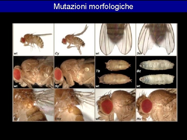 Mutazioni morfologiche 