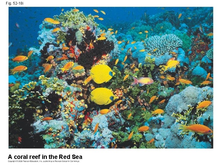 Fig. 52 -18 i A coral reef in the Red Sea 