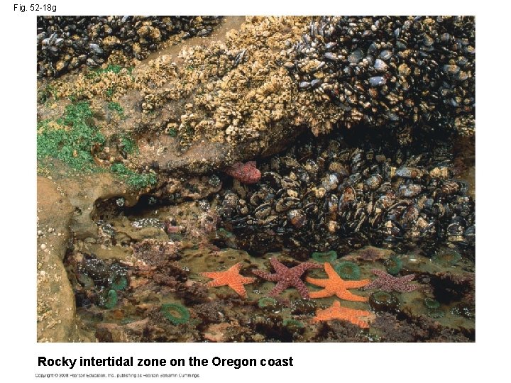 Fig. 52 -18 g Rocky intertidal zone on the Oregon coast 