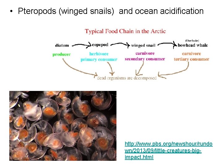  • Pteropods (winged snails) and ocean acidification http: //www. pbs. org/newshour/rundo wn/2013/09/little-creatures-bigimpact. html
