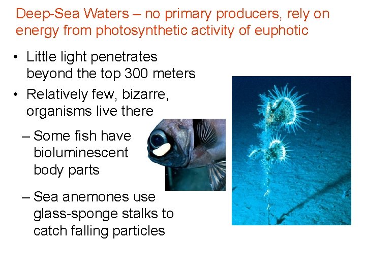 Deep-Sea Waters – no primary producers, rely on energy from photosynthetic activity of euphotic