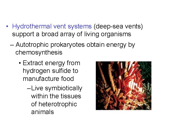  • Hydrothermal vent systems (deep-sea vents) support a broad array of living organisms