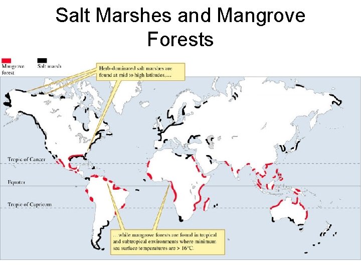 Salt Marshes and Mangrove Forests 