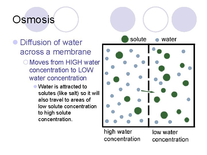 Osmosis l Diffusion of water across a membrane ¡ Moves from HIGH water concentration
