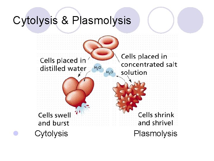 Cytolysis & Plasmolysis l Cytolysis Plasmolysis 