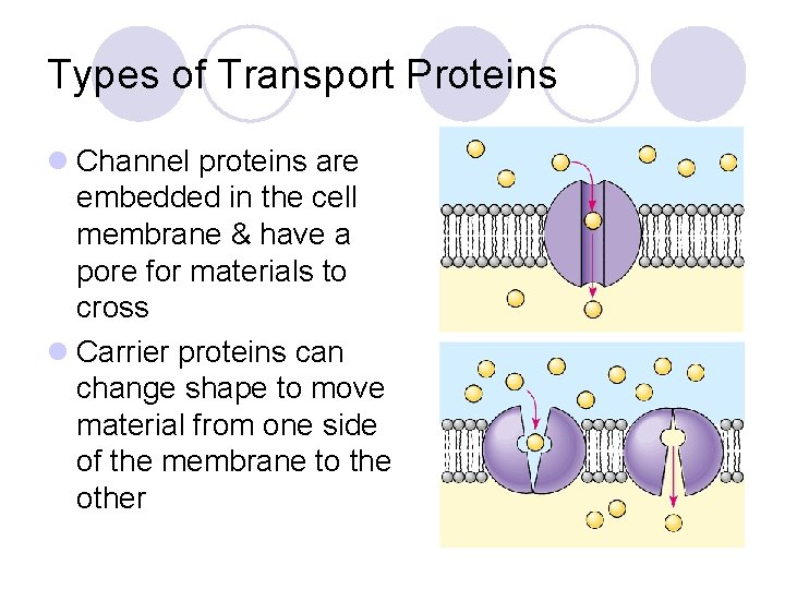 Types of Transport Proteins l Channel proteins are embedded in the cell membrane &