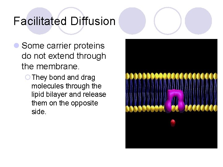 Facilitated Diffusion l Some carrier proteins do not extend through the membrane. ¡ They