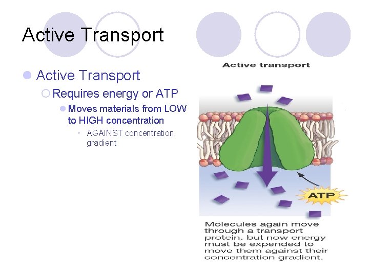 Active Transport l Active Transport ¡ Requires energy or ATP l Moves materials from