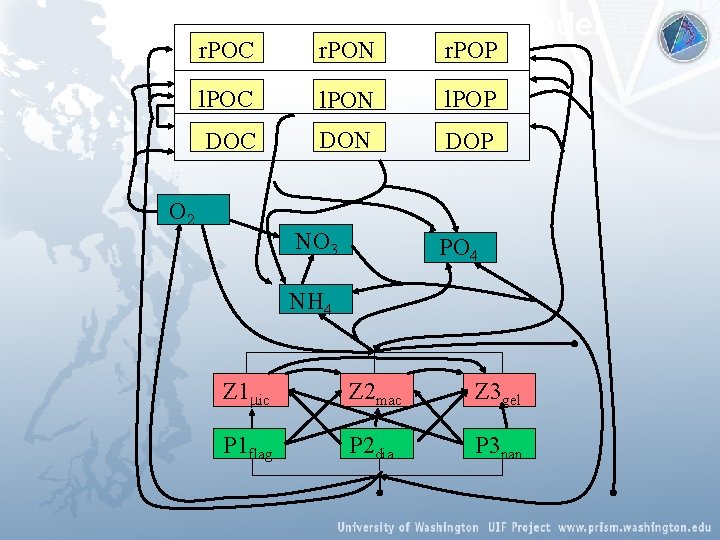 Biogeochemical Systems Model r. POC r. PON r. POP l. POC l. PON l.