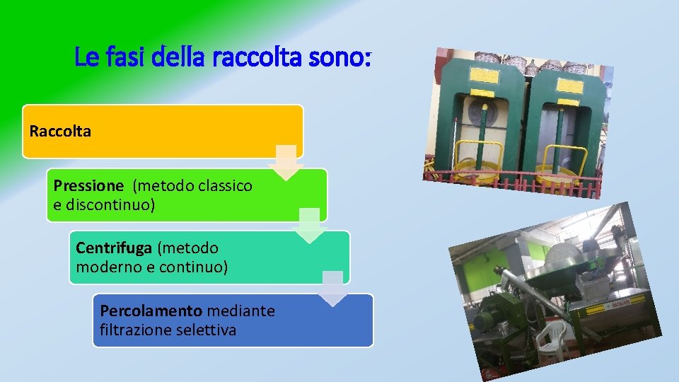 Le fasi della raccolta sono: Raccolta Pressione (metodo classico e discontinuo) Centrifuga (metodo moderno