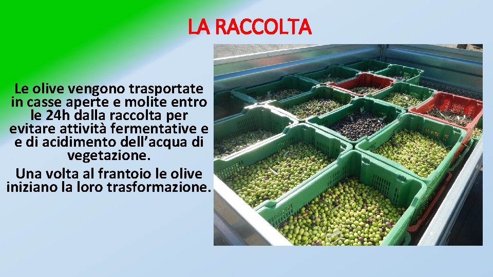 LA RACCOLTA Le olive vengono trasportate in casse aperte e molite entro le 24
