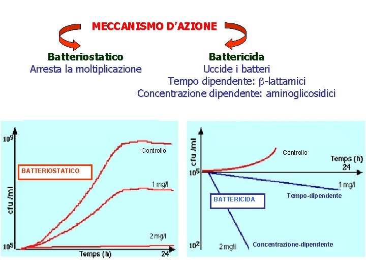 MECCANISMO D’AZIONE Battericida Uccide i batteri Tempo dipendente: -lattamici Concentrazione dipendente: aminoglicosidici Batteriostatico Arresta