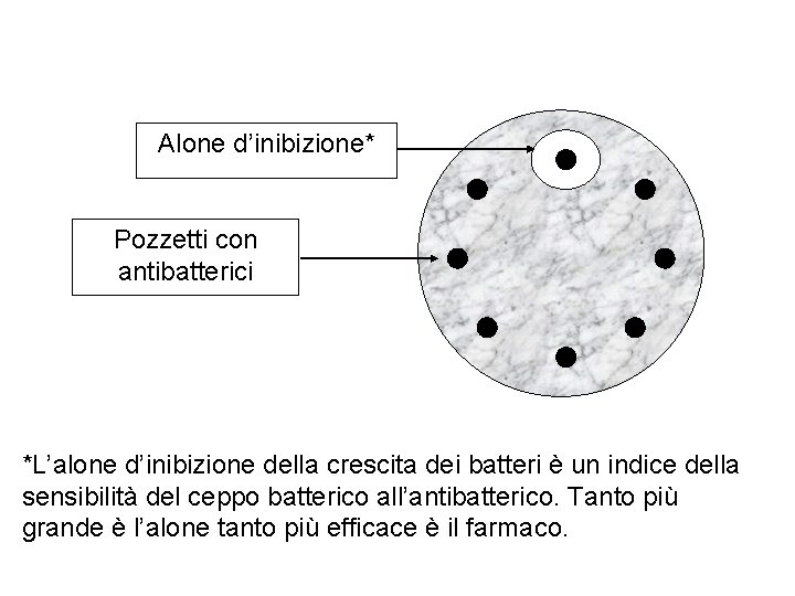 Alone d’inibizione* Pozzetti con antibatterici *L’alone d’inibizione della crescita dei batteri è un indice