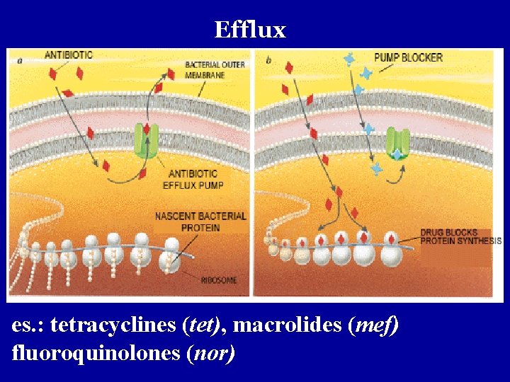 Efflux es. : tetracyclines (tet), macrolides (mef) fluoroquinolones (nor) 